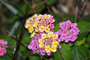 Beachflowers