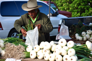 Giant Onions