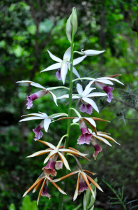 Nonnen Orchidee