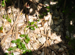 Oystershells