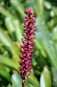 Purple Fire Spike (Odontonemacallistachyum)