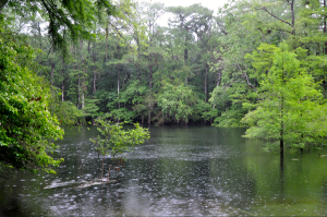 Quelle zum Suwannee
