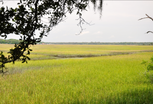 Swamp
