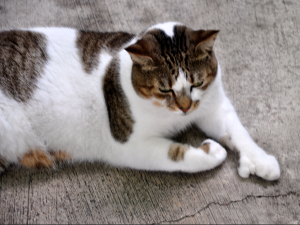 6 toe cat