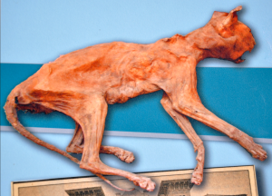 Catmummy