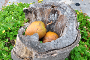 Coconut-tree