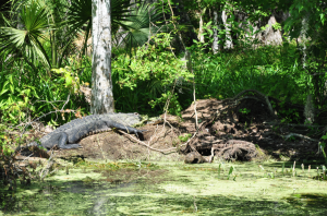 Gatorine auf Nest