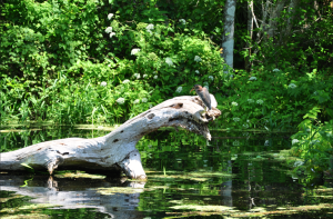 Heron