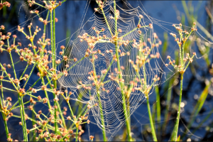 Spiderweb