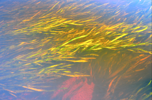 ...im Wasser...