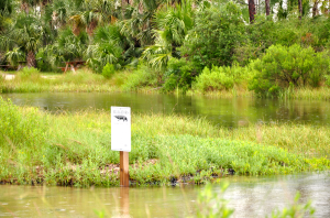 Bayside swamp... sie sind ueberall!