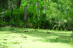 Enten in Wasserlinsen