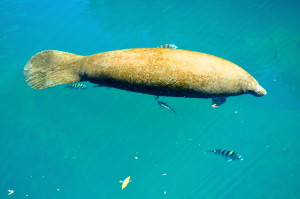 Manatee 2