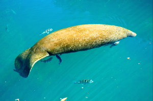 Manatee