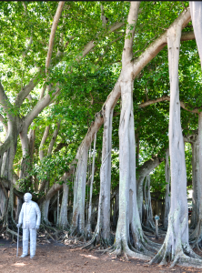 Edison Denkmal am Banyan
