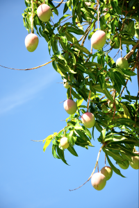 Mangos