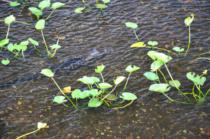 Alligator