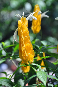 Blossom 4