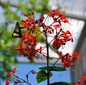 Butterfly 10