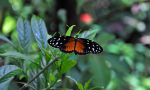 Butterfly 2