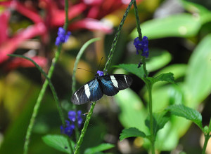 Butterfly 3