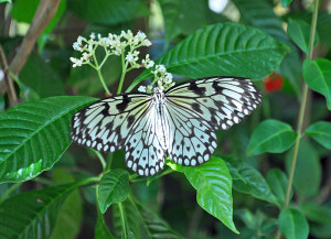 Butterfly 7