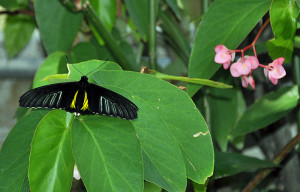 Butterfly 8