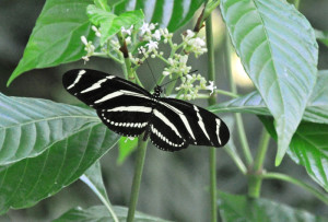 Florida State Butterfly "Zebra Longwing"