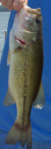 Largemouth Bass Quelle Wikipedia