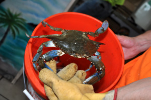 live blue crab
